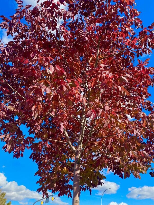 Ash | White 'Tuxedo'