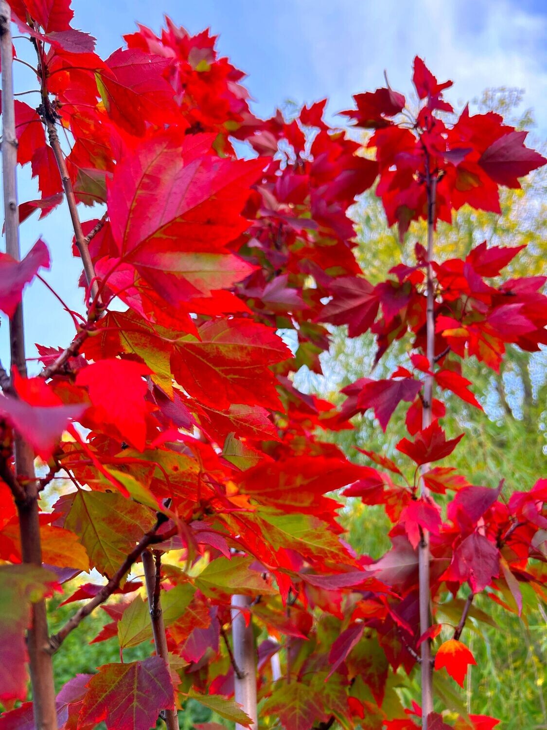 Maple | Red 'Rocket'