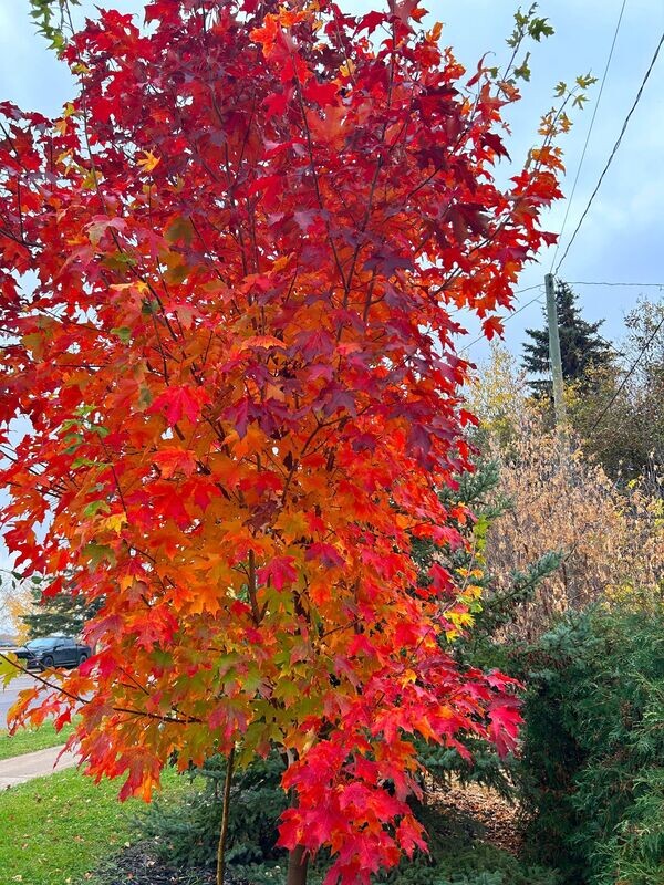 Maple | Sugar 'Inferno'