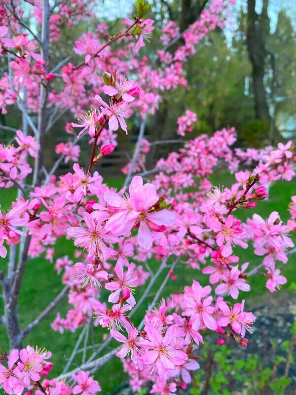 Ornamental Plum | Muckle  PRE ORDER TODAY BY EMAIL