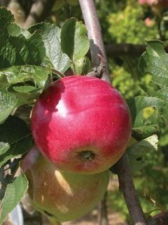 Apple | Red Sparkle