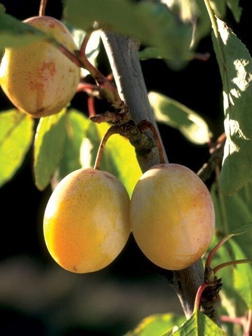 Plum | Brookgold