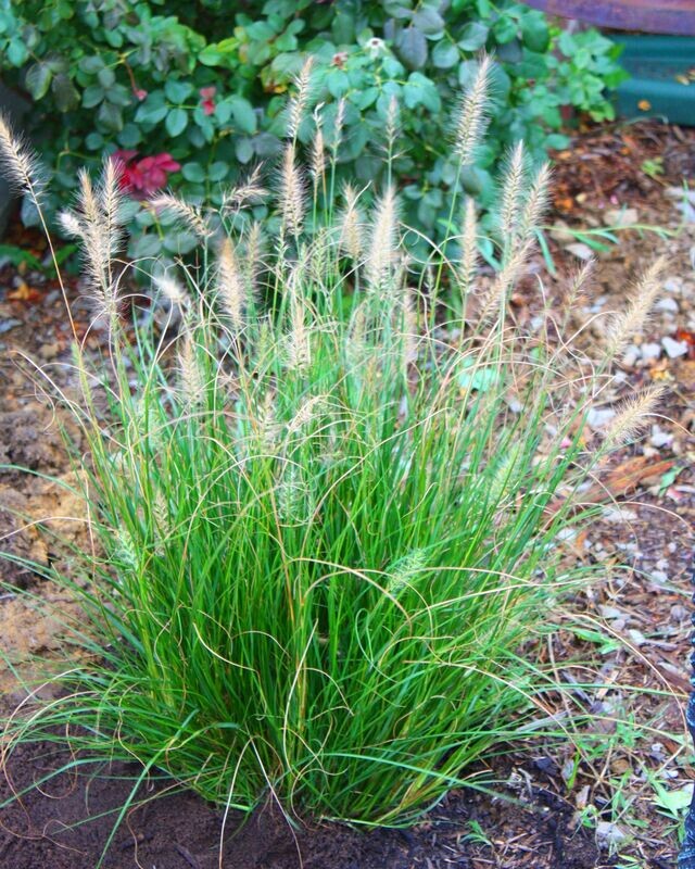 Grass | Dwarf Fountain 'Hameln'