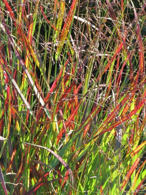 Grass | Shenandoah