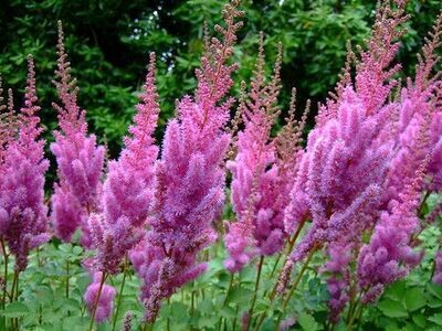 Astilbe | Visions in Pink