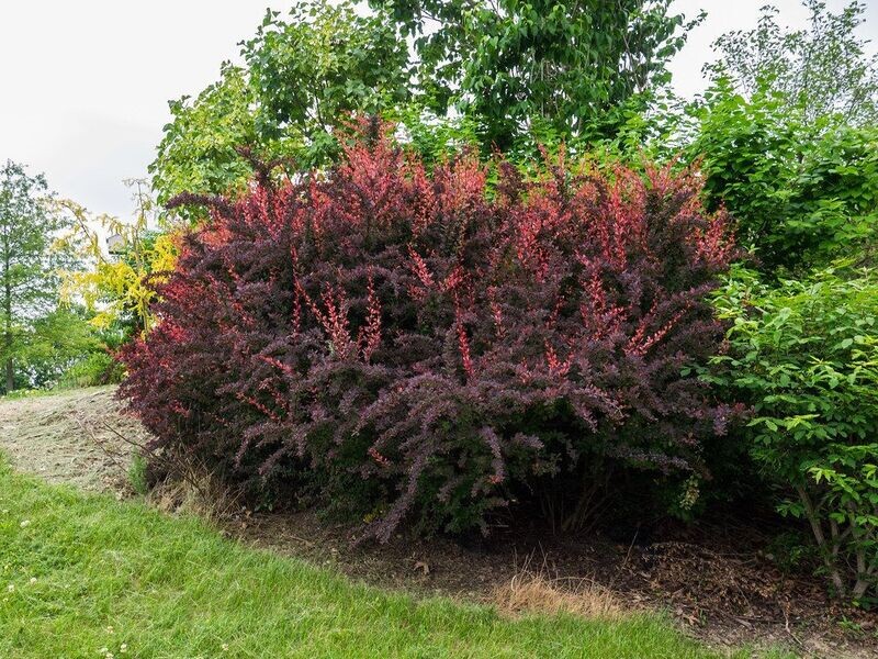Barberry | Rose Glow