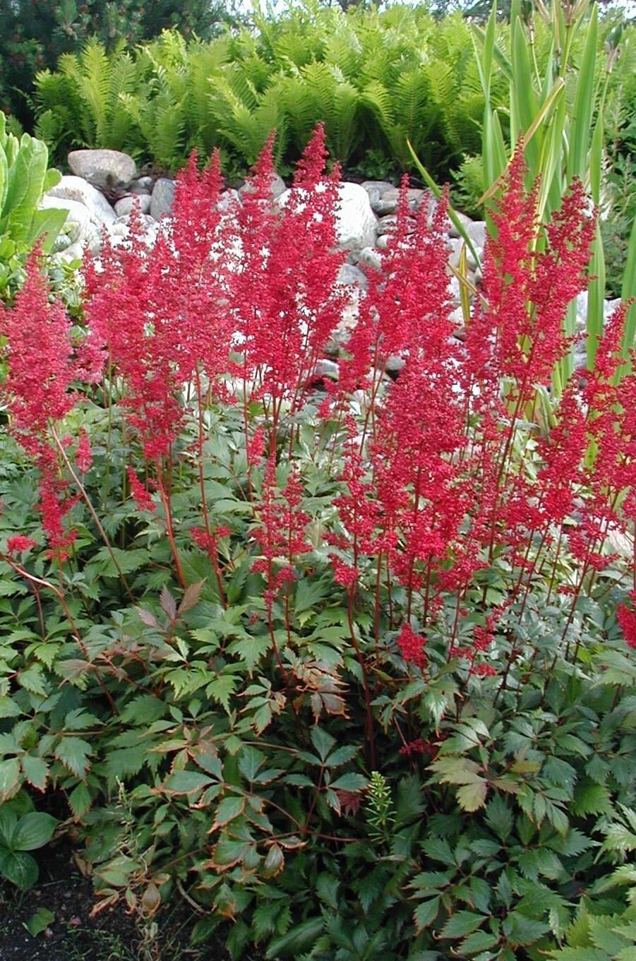 Astilbe | Fanal