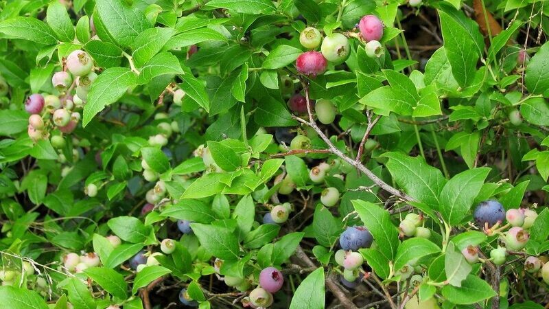 Blueberry | North Country