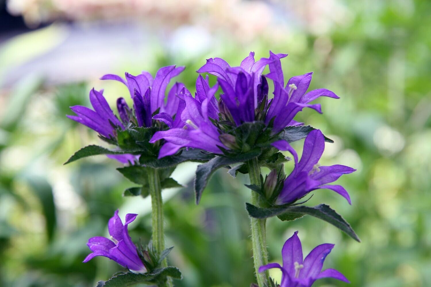 Bellflower ' Superba'