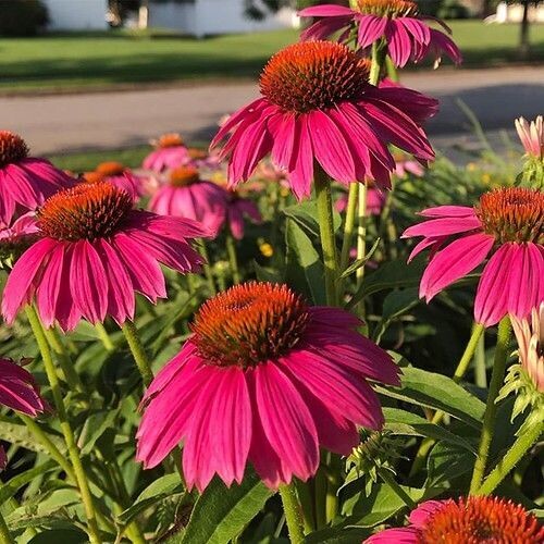 Echinacea | Pow Wow Wild Berry