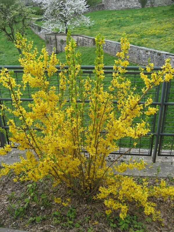 Forsythia