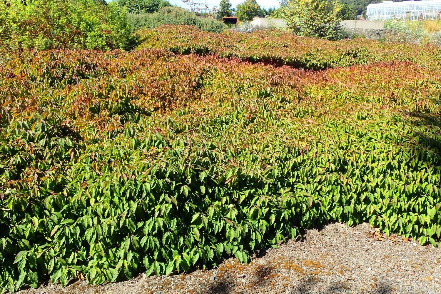 Dogwood | Kelsey's Dwarf