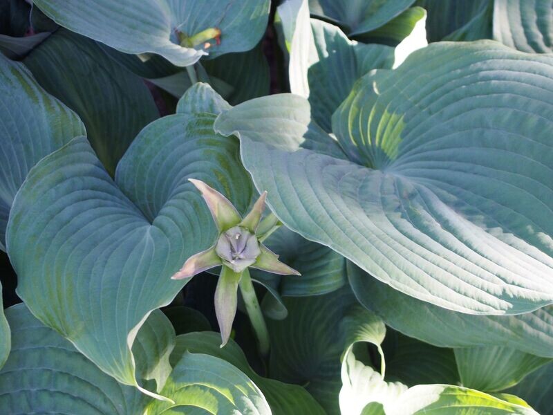 Hosta | Blue Angel