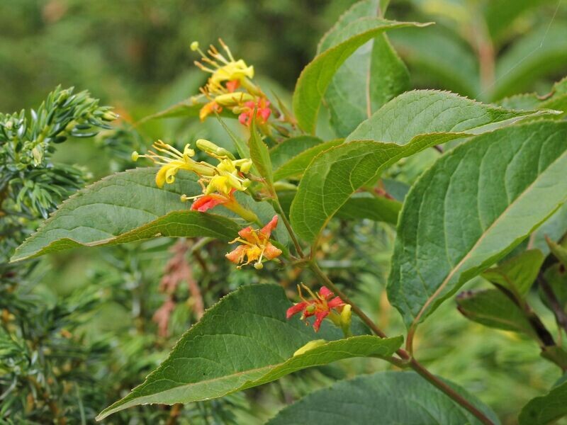 Honeysuckle | Dwarf Bush