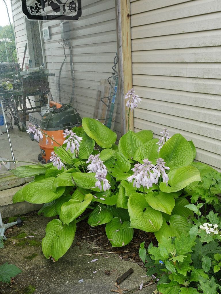 Hosta | Sum and Substance