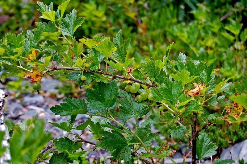 Gooseberry | Pixwell