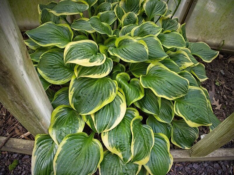 Hosta | Queen Josephine