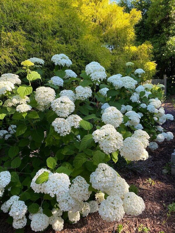 Hydrangea | Incrediball