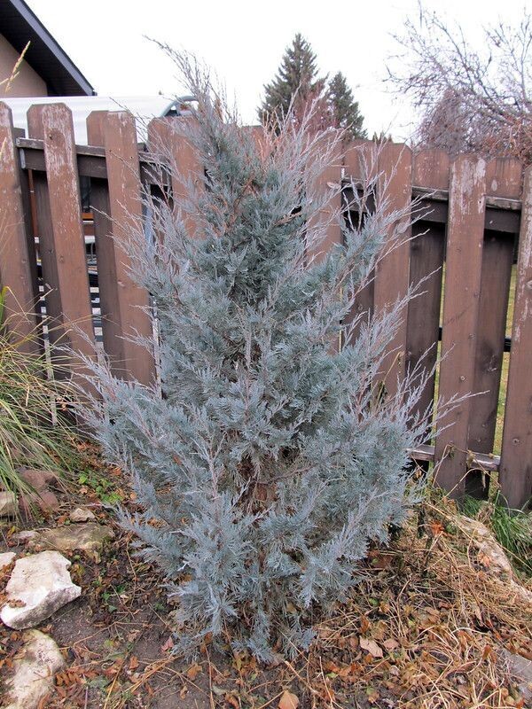 Juniper | Moonglow