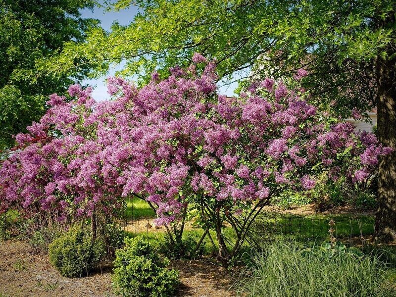 Lilac (Dwarf) | Bloomerang