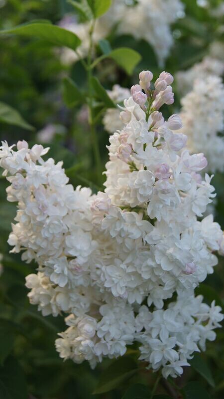 Lilac | Beauty of Moscow