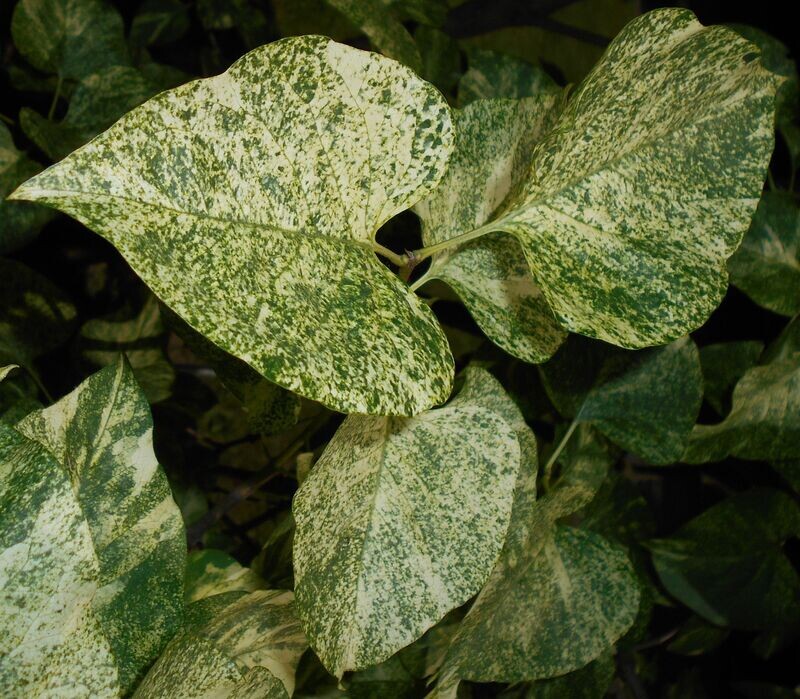 Lilac | Variegated Common