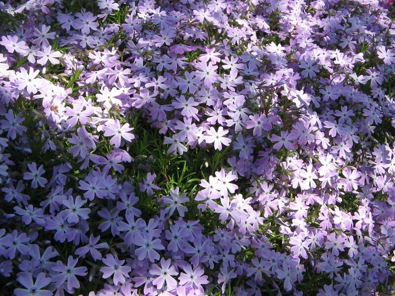 Phlox | Emerald Cushion Blue Creeping Moss
