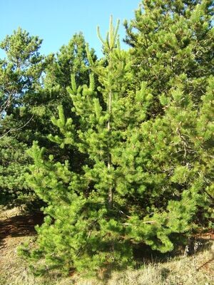 Pine | Lodgepole (Native)