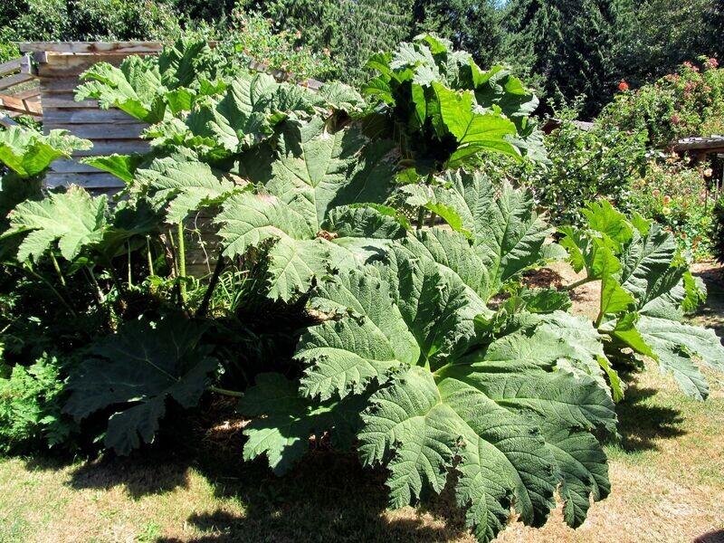 Rhubarb | Ornamental (Not Edible)