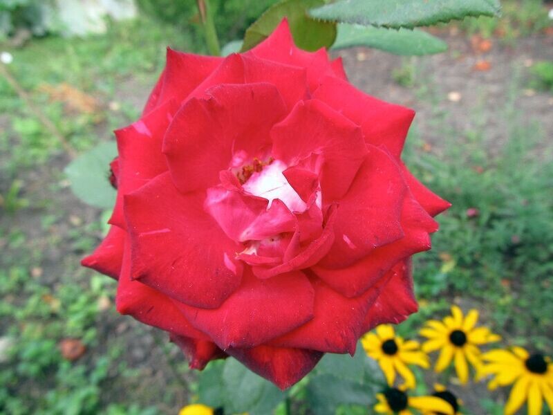 Rose | 'Morden Ruby'
