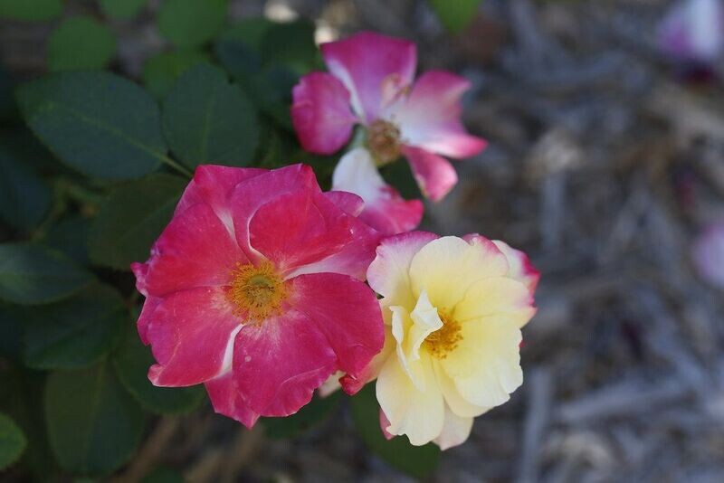 Rose | Campfire