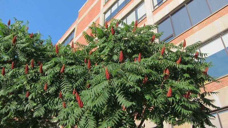 Sumac | Staghorn