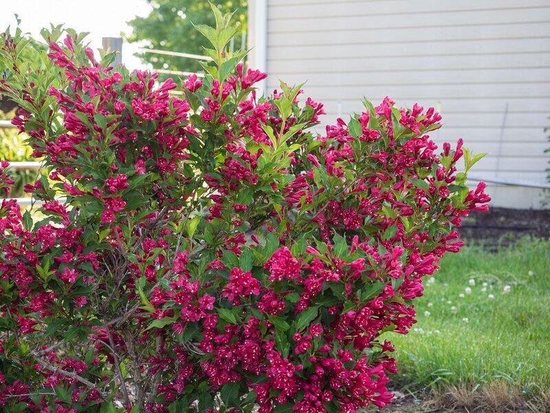 Weigela | Red Prince