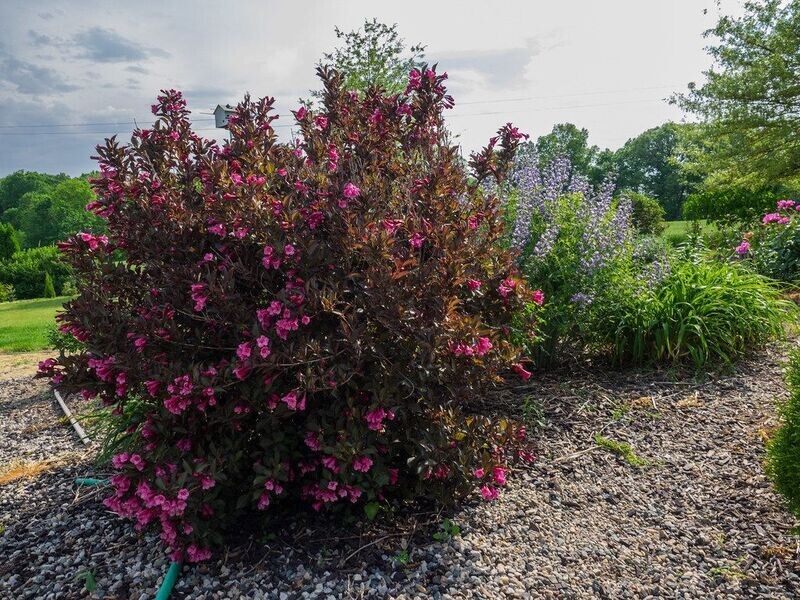 Weigela | 'Wine and Roses'