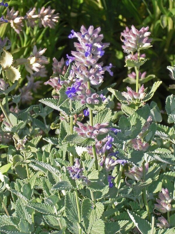 Catmint  | Dropmore