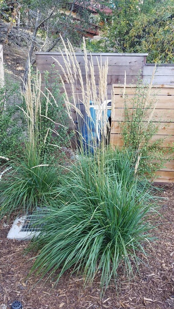 Grass | Feather Reed