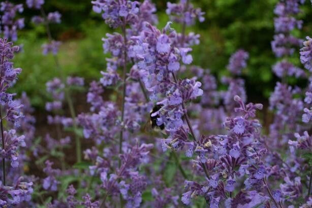 Catmint  | Hybrid