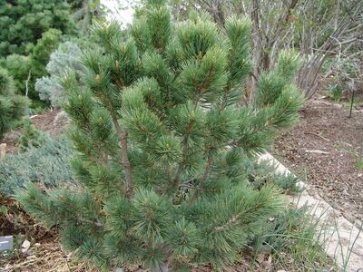 Pine | Limber