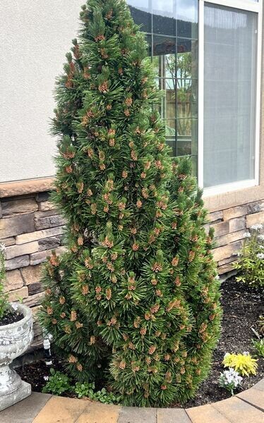 Pine  | Columnar Mugo *Shipment in Mid June