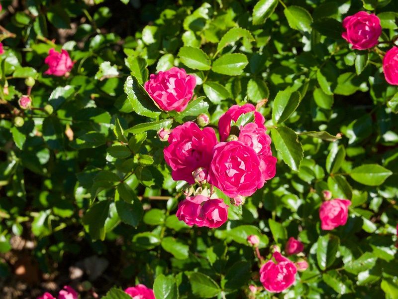Rose | Easy El.® Little Mischief