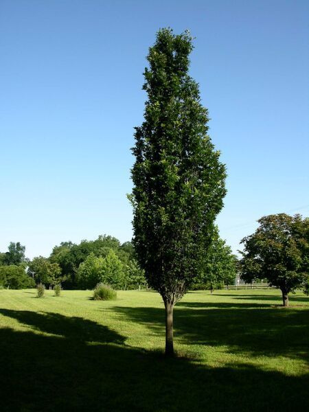 Oak (Columnar) | Regal Prince