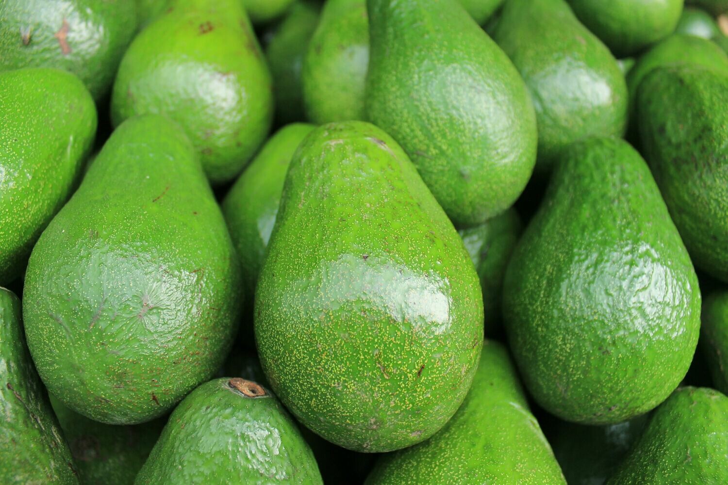 Hass Avocado