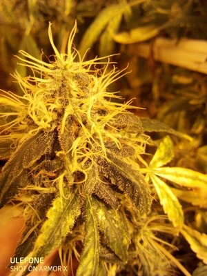 Cbd Shop