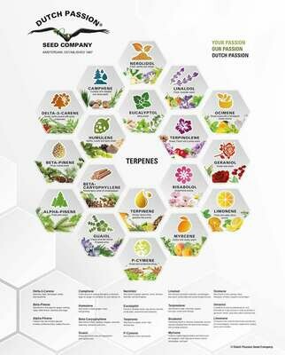 Terpene