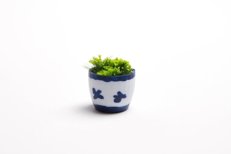 Plantje