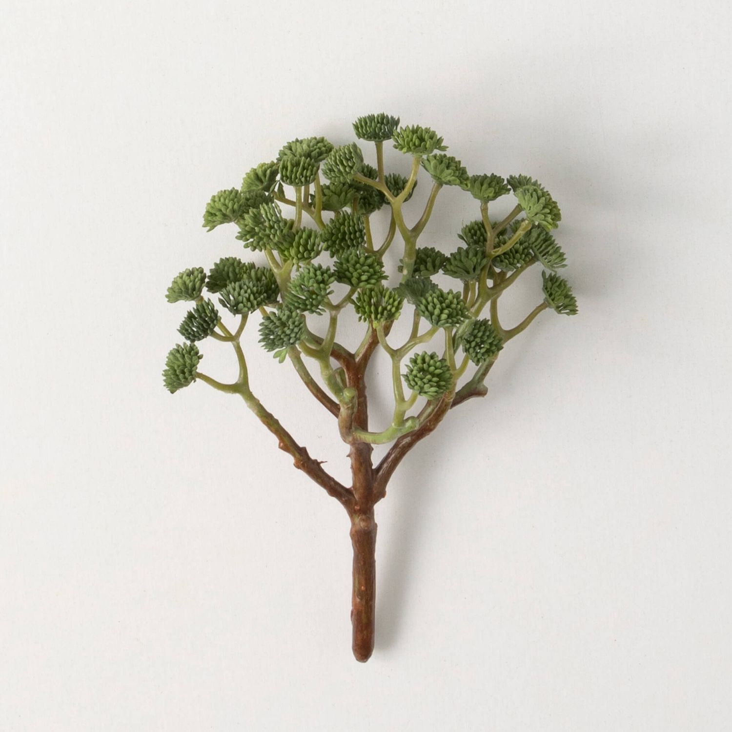 Leafy Green Bishops Bush