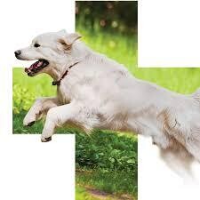 Mobilidade articular