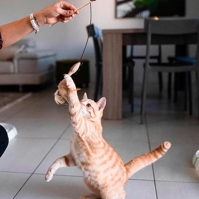 Ferplast | Brinquedo para Gato PA 4998