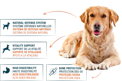Ração Internutri Tasty Dog Médio Adulto 3kg sabor frango, arroz e vegetais