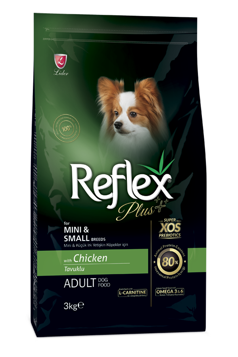 Cão adulto de porte pequeno brincando comendo ração Reflex Plus Frango
